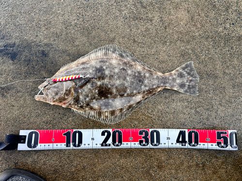 ヒラメの釣果