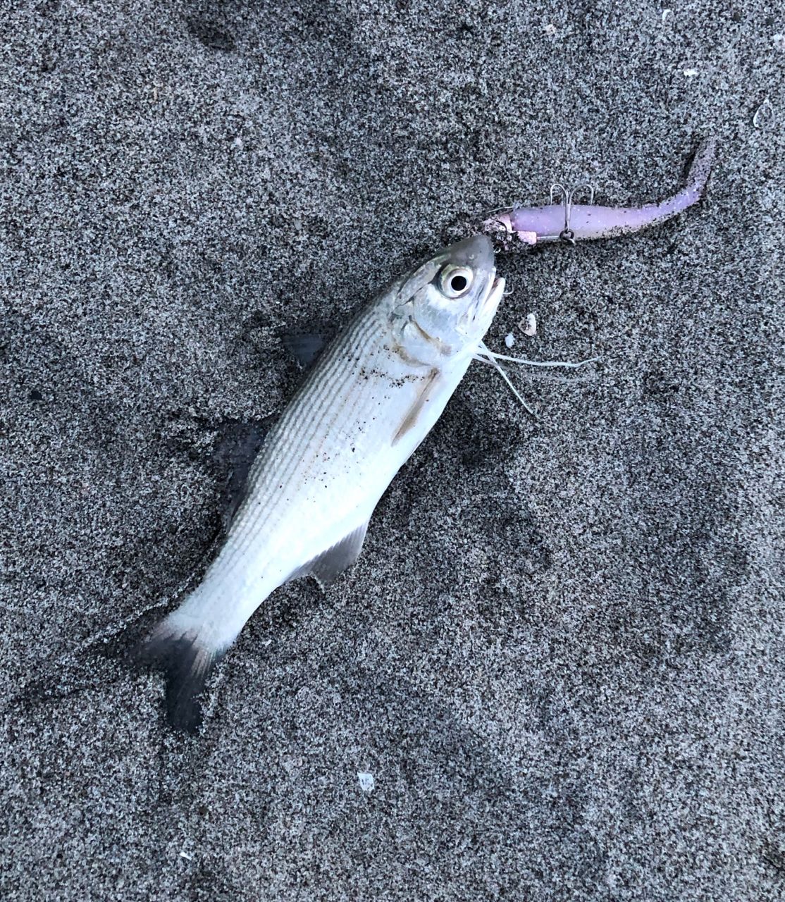 ツバメコノシロ