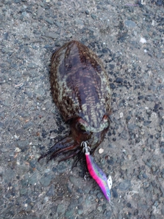コウイカの釣果