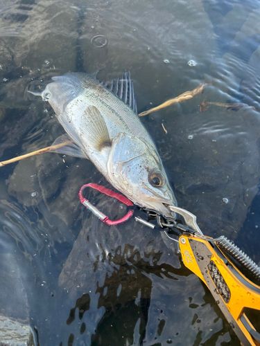 フッコ（マルスズキ）の釣果