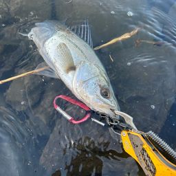 フッコ（マルスズキ）