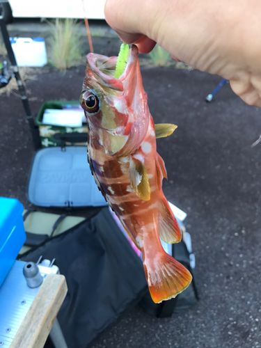 内浦湾（沼津）