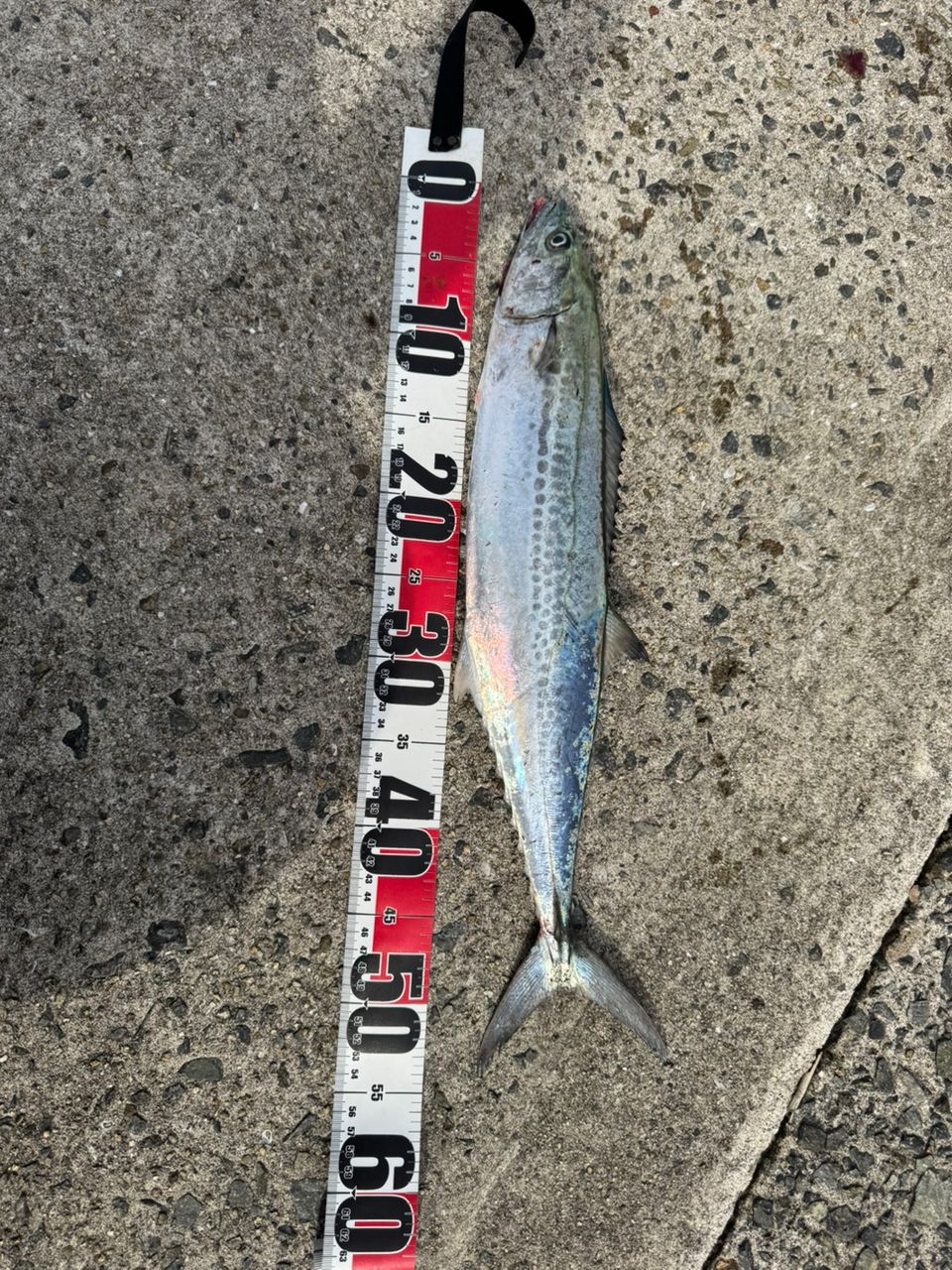 SHIMANO 20コルトスナイパー XR S96Mの最安値・インプレ・釣果 | 本音