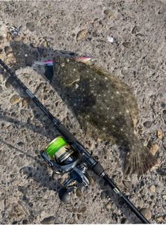 ヒラメの釣果