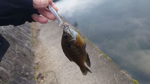 ブルーギルの釣果