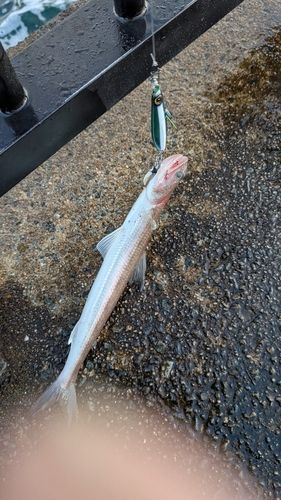 神戸空港親水護岸