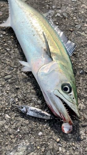 南港魚つり公園