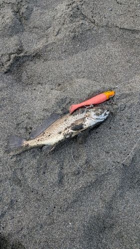 イシモチの釣果