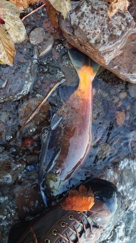 ヒメマスの釣果