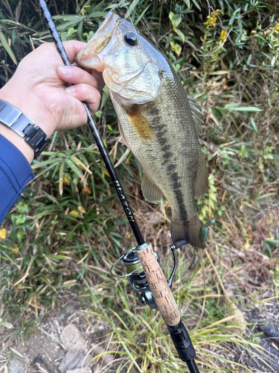 DAIWA 21ブレイゾン S63UL-2・STの最安値・インプレ・釣果 | 本音の