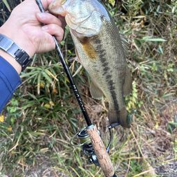 ラージマウスバス