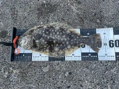 ヒラメの釣果