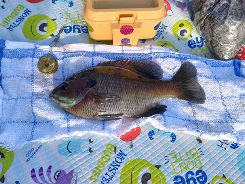 ブルーギルの釣果