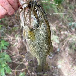 ラージマウスバス