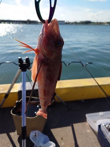 ホウボウの釣果