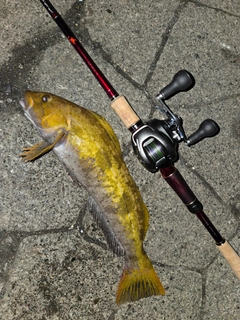 アイナメの釣果