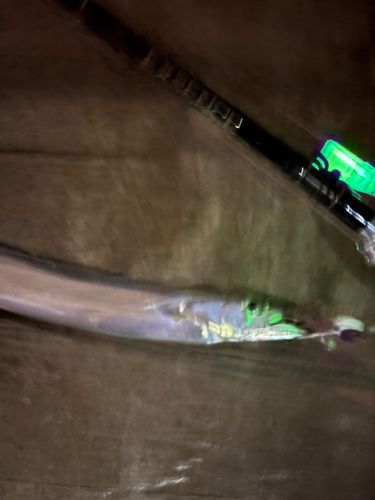 タチウオの釣果