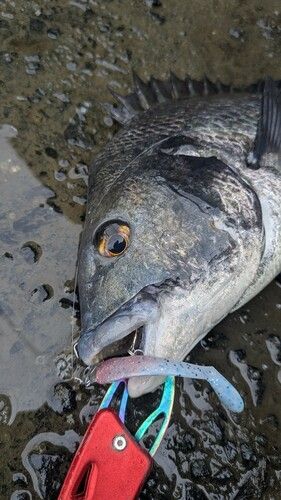 チヌの釣果