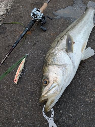 シーバスの釣果