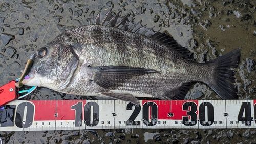 チヌの釣果