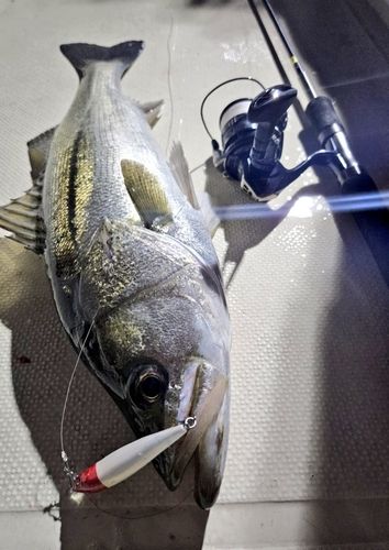 シーバスの釣果