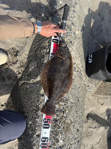 ヒラメの釣果