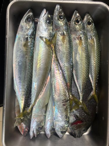 サバの釣果