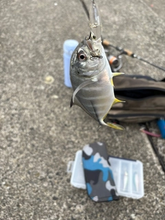 ギンガメアジの釣果