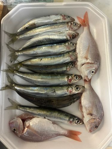 ウルメイワシの釣果