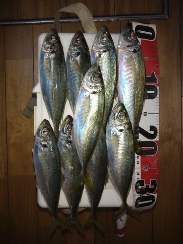 大浜漁港（島根県）