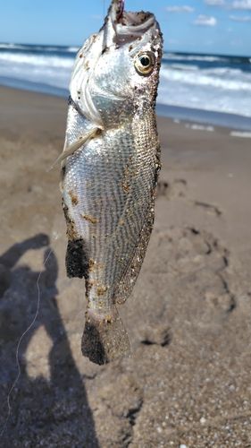イシモチの釣果