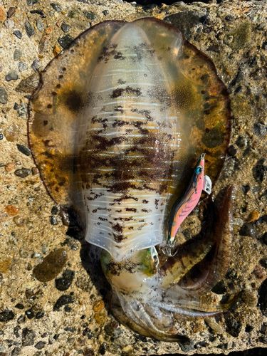 大野地区釣り護岸