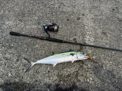 サゴシの釣果