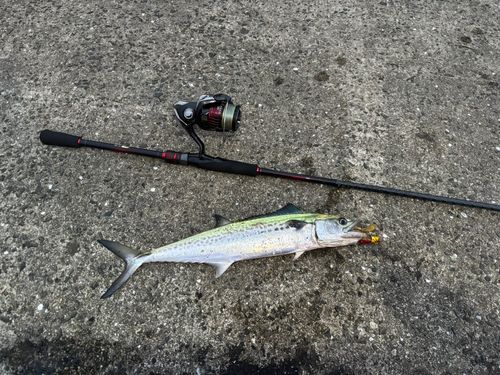 サゴシの釣果