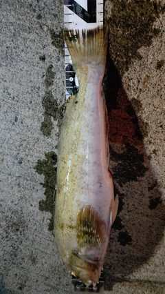 アイナメの釣果