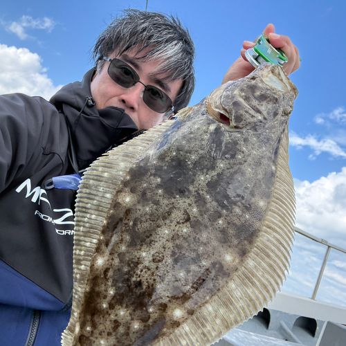ヒラメの釣果