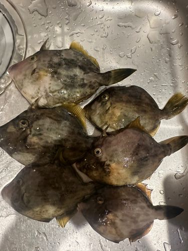 カワハギの釣果