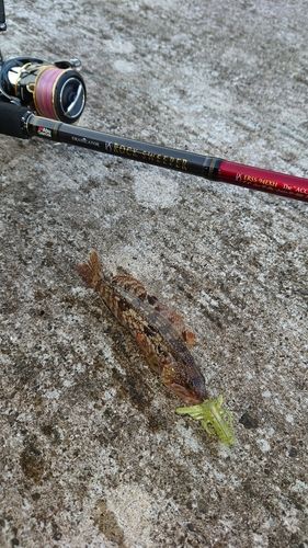 アイナメの釣果