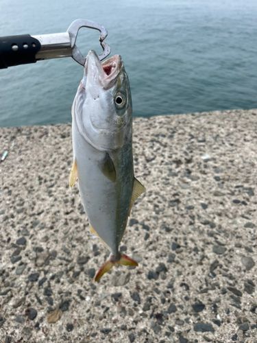 ヤズの釣果