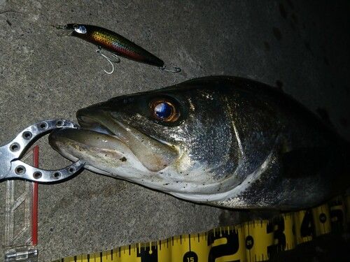 シーバスの釣果