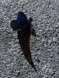 アイナメの釣果