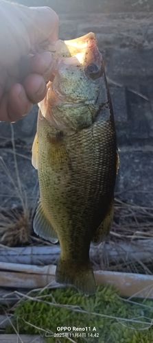 ブラックバスの釣果