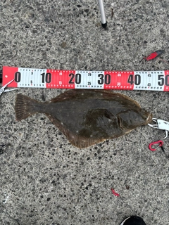 イシガレイの釣果