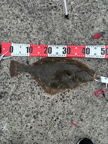 イシガレイの釣果