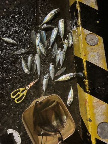 アジの釣果