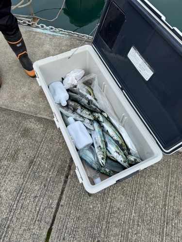 とっとパーク小島