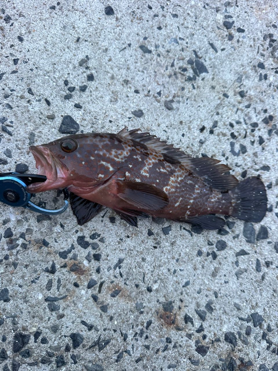 DAIWA 20HRF® PE スペシャル 8.1R-TWの最安値・インプレ・釣果 | 本音