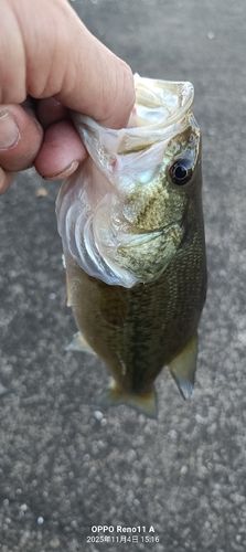 ブラックバスの釣果