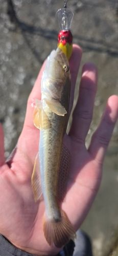 ハゼクチの釣果