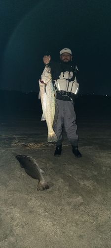 オオニベの釣果